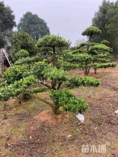 移栽苗造型罗汉松
