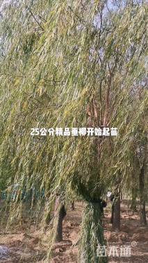 22公分垂柳