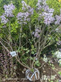 0.5公分紫丁香