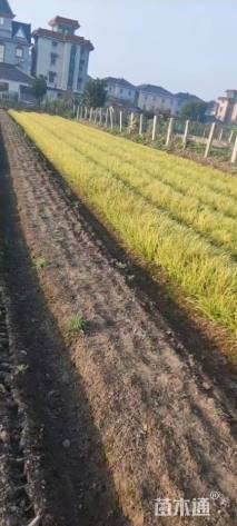 高度25厘米金线菖蒲
