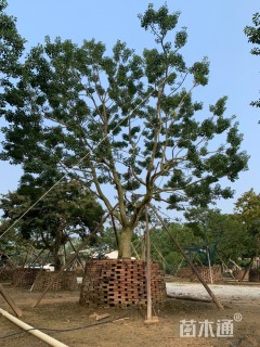 20公分红果冬青