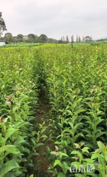 高度70厘米大叶女贞小苗