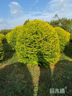 冠幅150厘米金冠女贞球