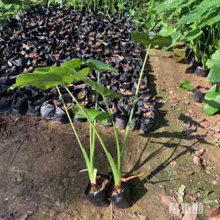 高度25厘米海芋
