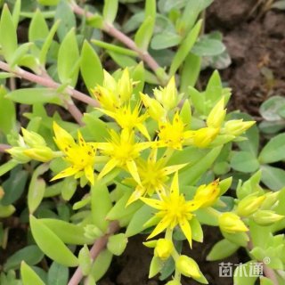高度20厘米垂盆草
