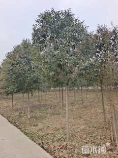 10公分大叶女贞