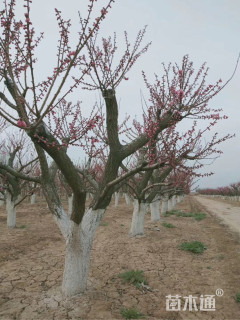 8公分☎️8-10公分红叶榆