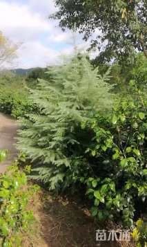 高度400厘米雪松