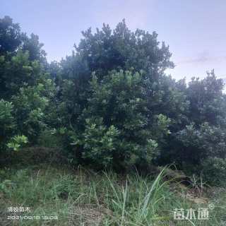10公分杨梅