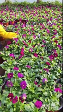 高度19厘米三色堇