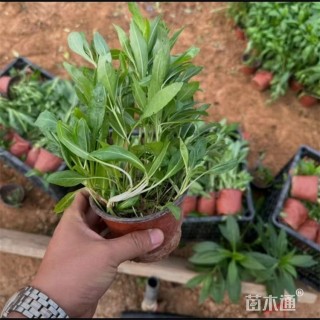 高度18厘米假龙头