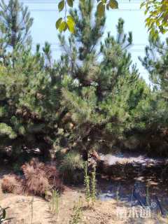 高度500厘米油松