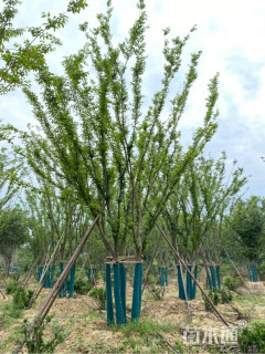 60公分丛生榉树