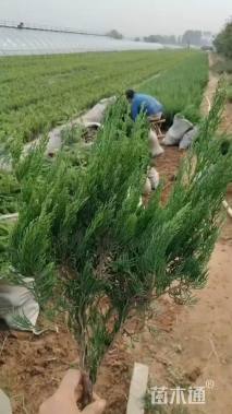 高度50厘米小龙柏