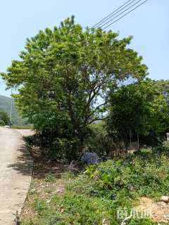 高度7000厘米冬青卫矛