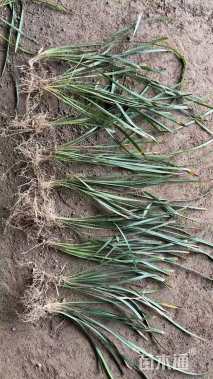 高度10厘米兰花