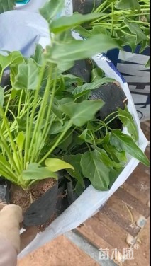 高度25厘米仙羽蔓绿绒 （小天使）