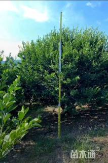 高度300厘米柑橘