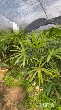 裸干高100厘米棕竹