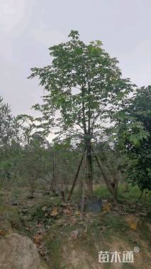 12公分澳洲火焰木