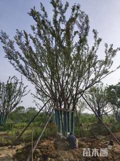 50公分朴树