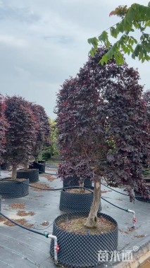 高度250厘米红花继木