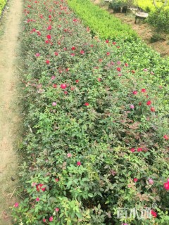 高度20厘米丰花月季