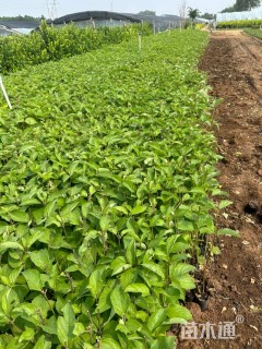 高度55厘米红瑞木