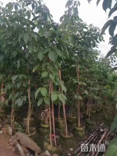 1公分紫花风铃木