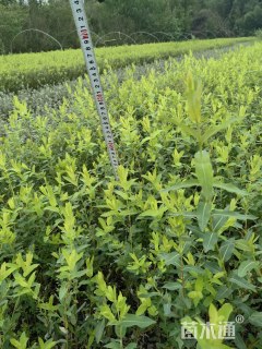 高度60厘米杞柳