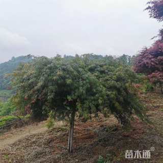 高度200厘米羽毛枫