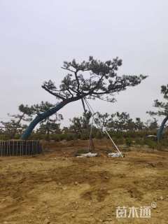 高度100厘米侧柏