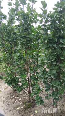 高度120厘米北海道黄杨柱