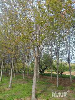 15公分美国红枫