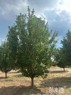 18公分八棱海棠