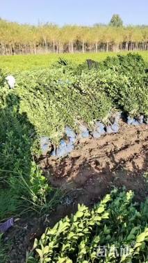 高度60厘米大叶黄杨