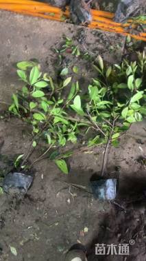 高度50厘米红叶石楠绿篱苗