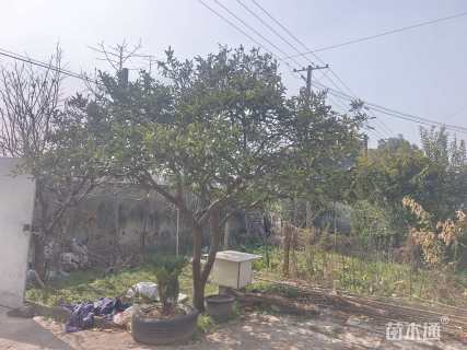 高度2000厘米年桔