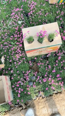 高度10厘米欧石竹