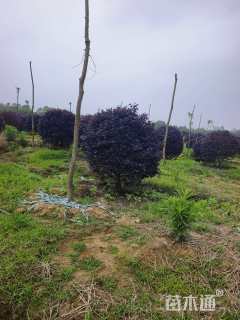 冠幅100厘米红花继木球