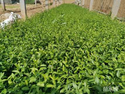 高度30厘米卫矛