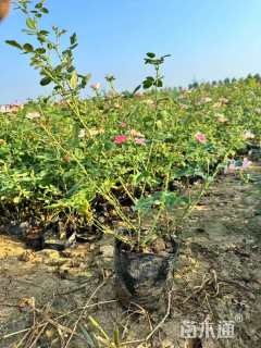 100厘米藤本欧月