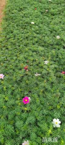 高度25厘米波斯菊