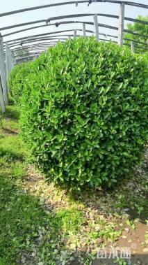 冠幅150厘米冬青球