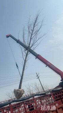 18公分银杏