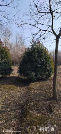 高度250厘米丛生红叶石楠