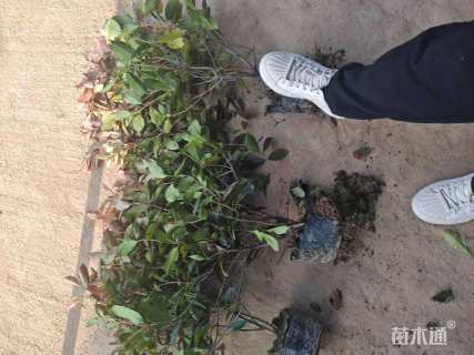 高度60厘米红叶石楠大杯苗