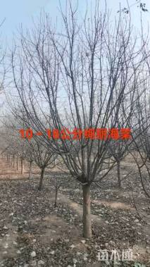 12公分绚丽海棠