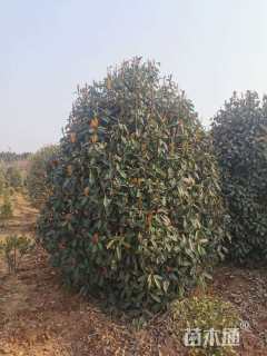 高度300厘米中华石楠