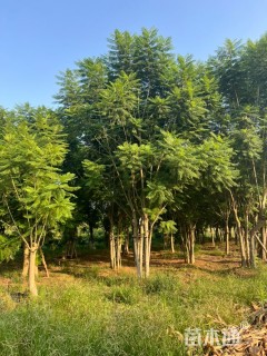 25公分蓝花楹
